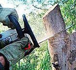  Elmore, AL Tree Care Pros