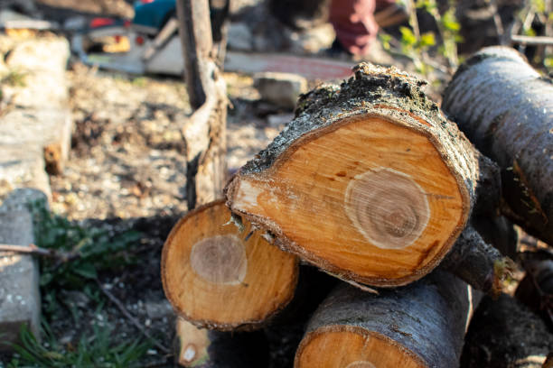 Best Tree Preservation Services  in Elmore, AL
